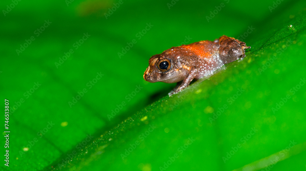 Obraz premium Tropical Frog, Tropical Rainforest, Boca Tapada, Alajuela Province, Costa Rica, America