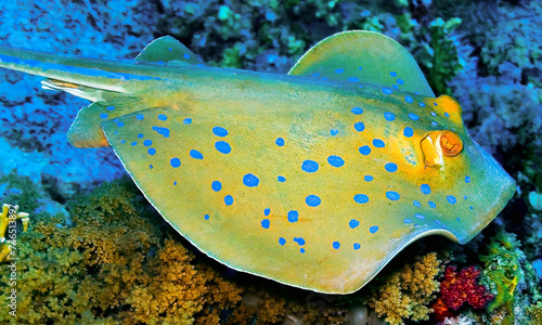 Blue Spotted Ribbontail Ray  Taeniura lymma  Coral Reef  Red Sea  Egypt  Africa