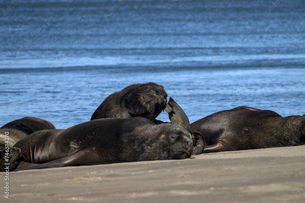 Fototapeta premium South American sea lion