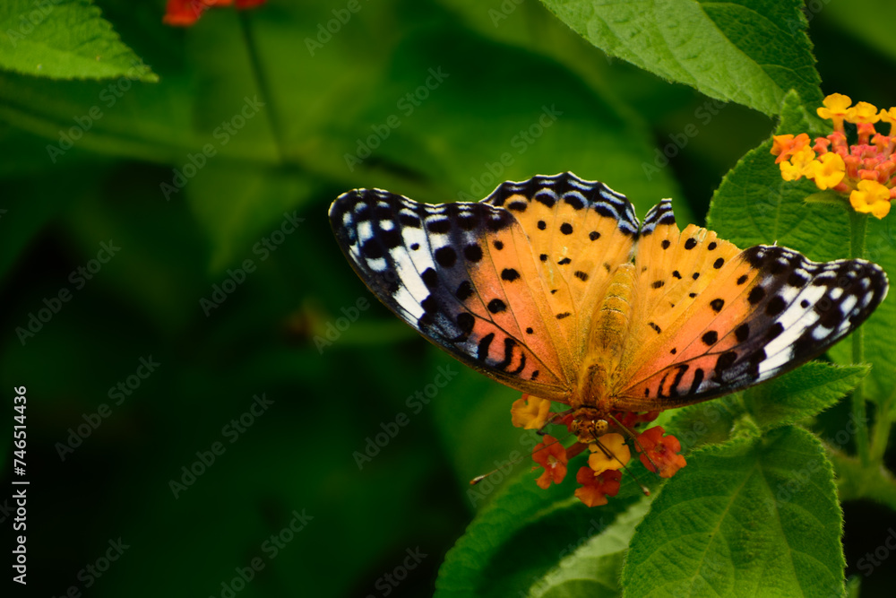 Obraz premium Argynnis hyperbius butterfly female pollinating on a lantana flowers in daytime summer season in their natural forest habitat