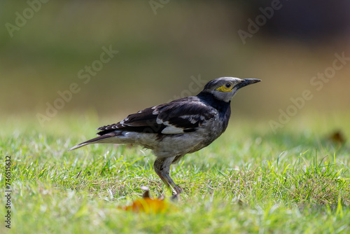 One Black collared Starling standing on the ground. © imphilip