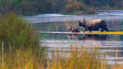 Greater One-horned Rhinoceros, Indian Rhinoceros, Asian Rhino, Rhinoceros unicornis, Wetlands, Royal Bardia National Park, Bardiya National Park, Nepal, Asia photo