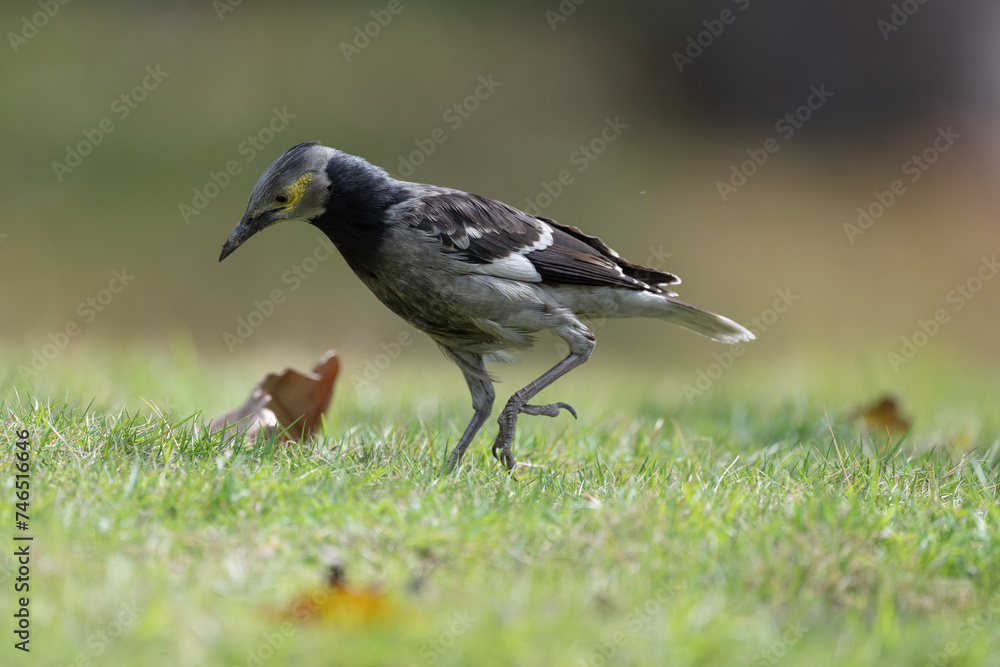 One Black collared Starling walking on the ground. One Black collared Starling walking on the ground.