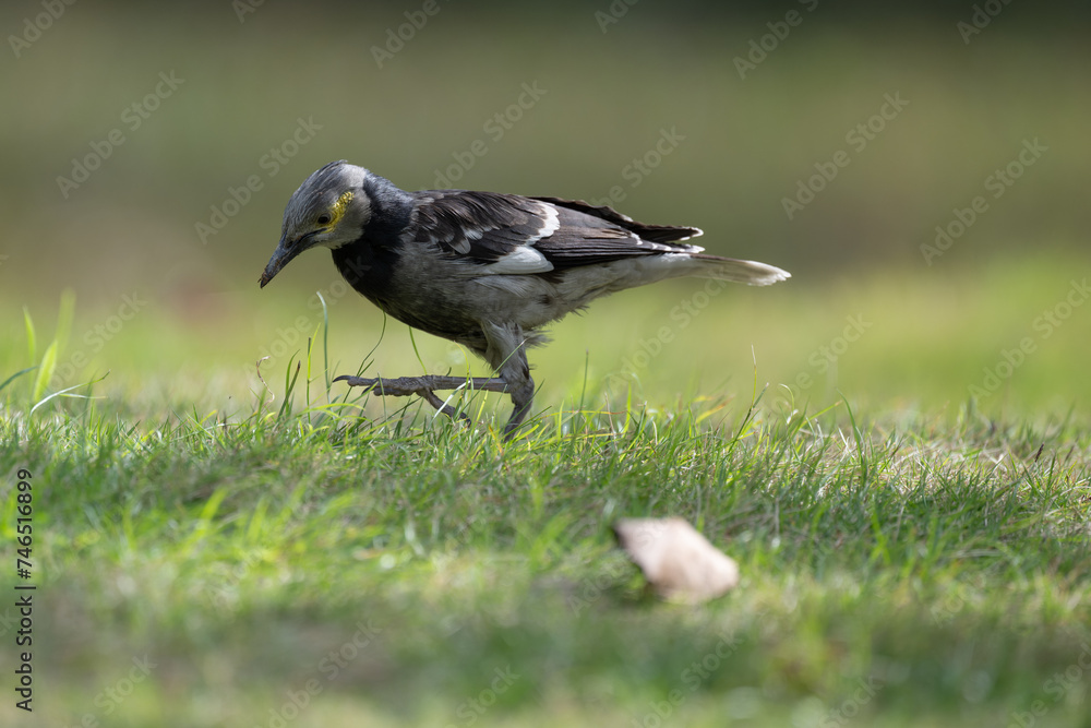 One Black collared Starling walking on the ground. One Black collared Starling walking on the ground.