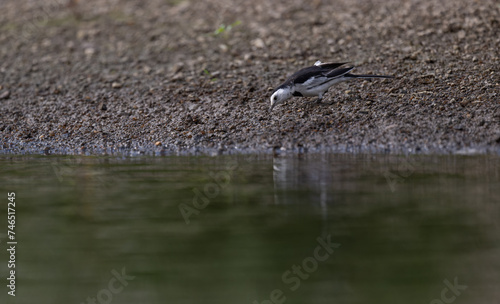 one white wagtail standing by the river.