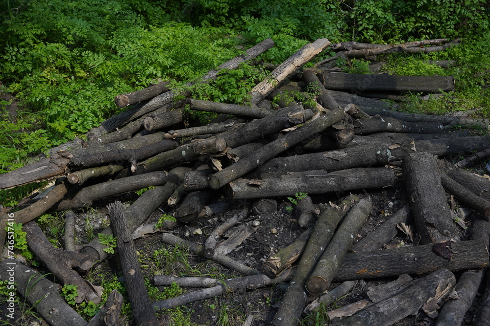 Pile of wood logs on the edge of the forest Pile of wood logs on the edge of the forest