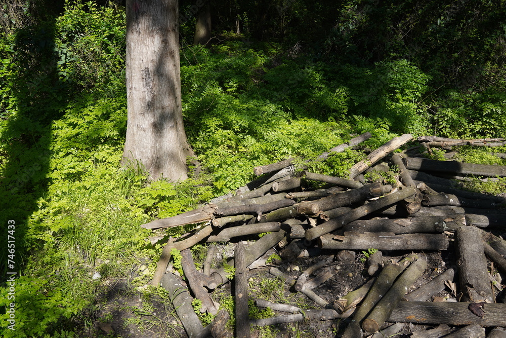 Pile of wood logs on the edge of the forest Pile of wood logs on the edge of the forest