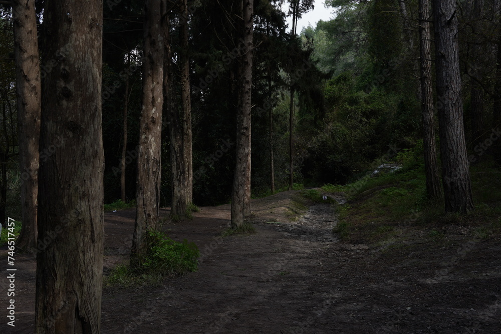 Dark Pine forest nature view . A gloomy view of the mysterious forest with majestic trees Dark Pine forest nature view . A gloomy view of the mysterious forest with majestic trees
