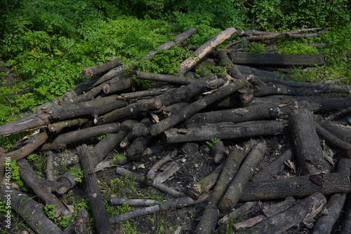 Pile of wood logs on the edge of the forest