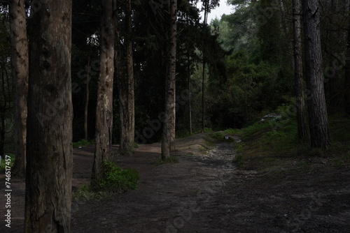 Obraz na plátně Dark Pine forest nature view