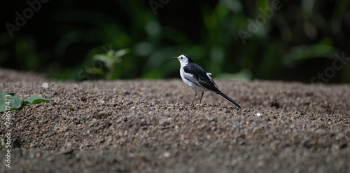 one white wagtail standing on ground