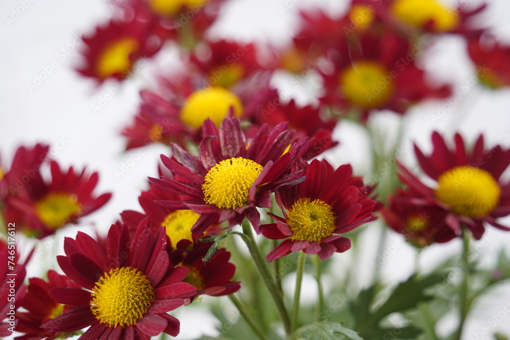 Red and Yellow-orange chrysanthemums. Beautiful bright chrysanthemums bloom in autumn in the garden Red and Yellow-orange chrysanthemums. Beautiful bright chrysanthemums bloom in autumn in the garden