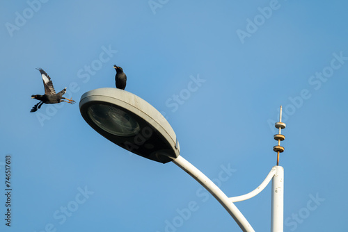 A myna flies away from a streetlight, another stay on the streetlight. Concept of separation.