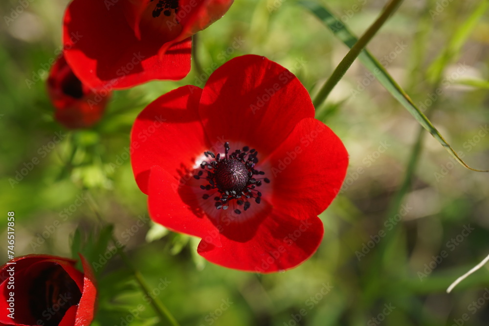 Fototapeta premium Red Anemone coronaria, the poppy anemone, Spanish marigold, or windflower, is a species of flowering plant in the buttercup family Ranunculaceae, native to the Mediterranean region