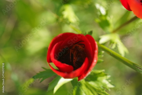 Red Anemone coronaria, the poppy anemone, Spanish marigold, or windflower, is a species of flowering plant in the buttercup family Ranunculaceae, native to the Mediterranean region photo