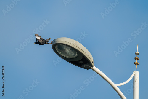 A myna flies away from a streetlight.