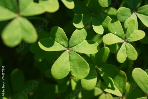 Heart shaped Green clover leaves natural field growing in winter.