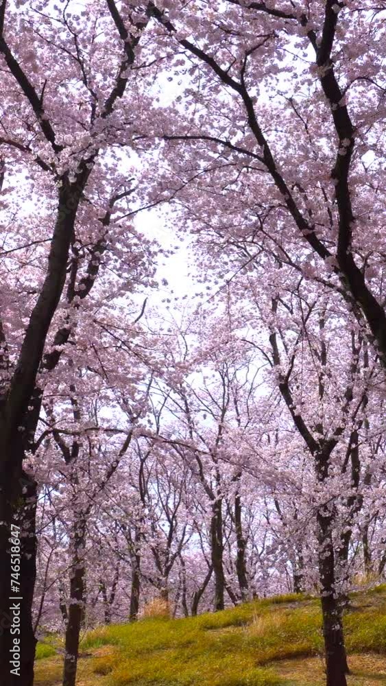 Cherry Blossom Tree in Full Bloom in Spring Cherry Blossom Tree in Full Bloom in Spring