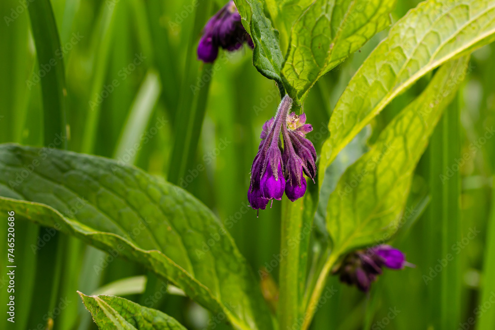 In the meadow, among wild herbs the comfrey Symphytum officinale is blooming In the meadow, among wild herbs the comfrey Symphytum officinale is blooming