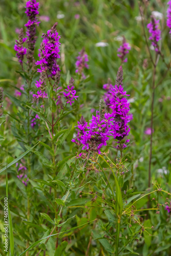 Lythrum salicaria - purple loosestrife  spiked loosestrife  purple lythrum