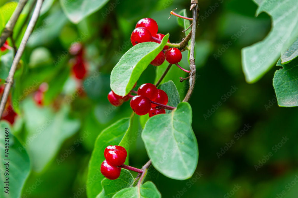Festive Holiday Honeysuckle Branch with Red Berries Lonicera xylosteum Festive Holiday Honeysuckle Branch with Red Berries Lonicera xylosteum