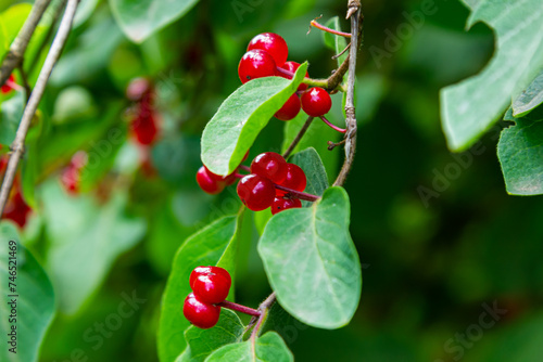 Festive Holiday Honeysuckle Branch with Red Berries Lonicera xylosteum photo