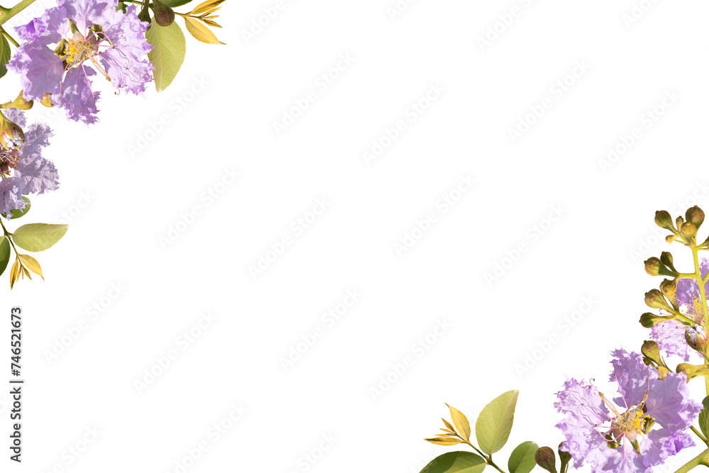 lilac flower frame isolated