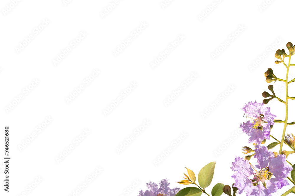 pink flower frame isolated on white background