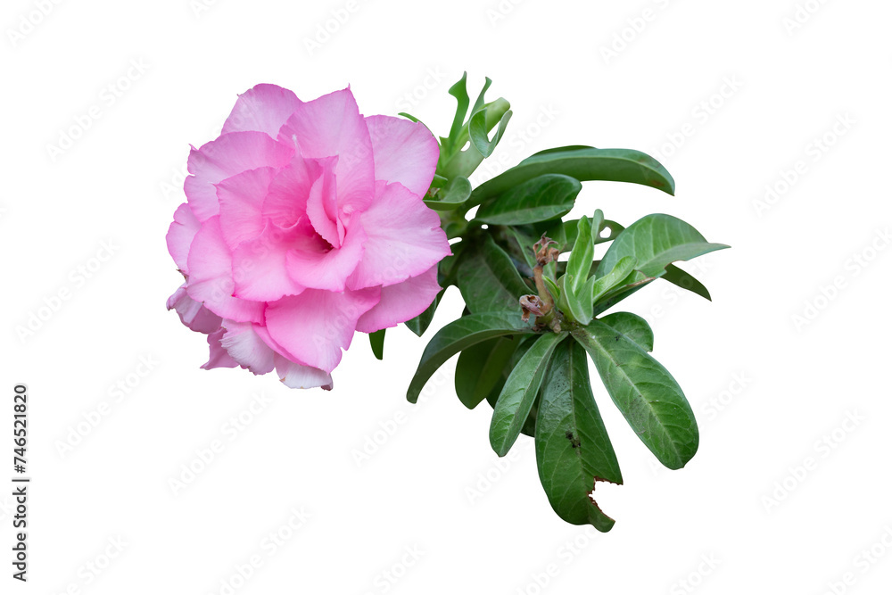 pink flower isolated pink flower isolated