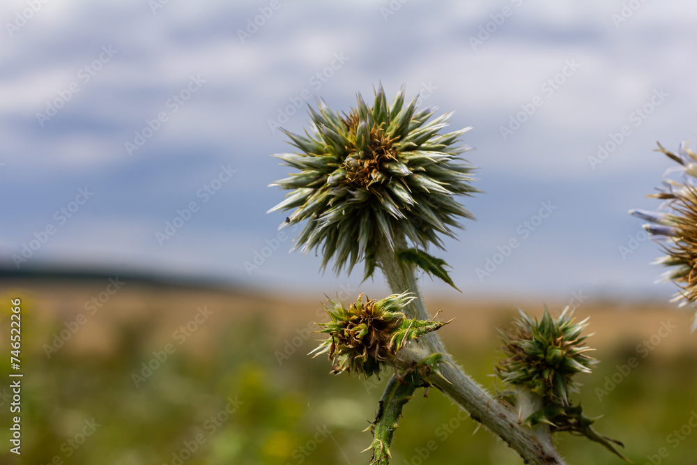Obraz premium Close up selective focus of Great globe thistle, known as Echinops sphaerocephalus and Glandular globe thistle