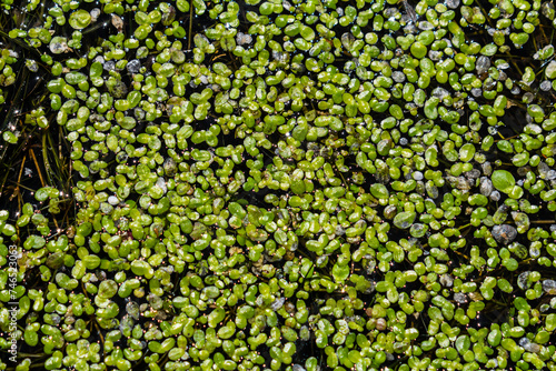 Duckweed - Cultivation of duckweed. Lemna trisulca