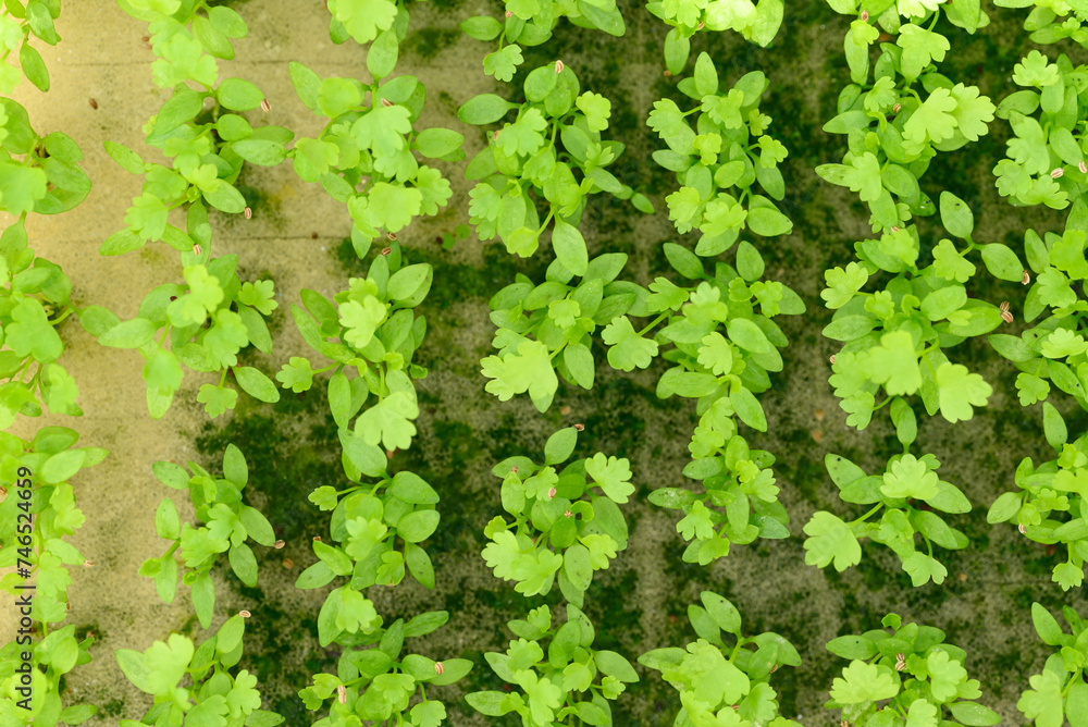 Obraz premium Small seedling vegetable hydroponics growing in nursery greenhouse, Top view
