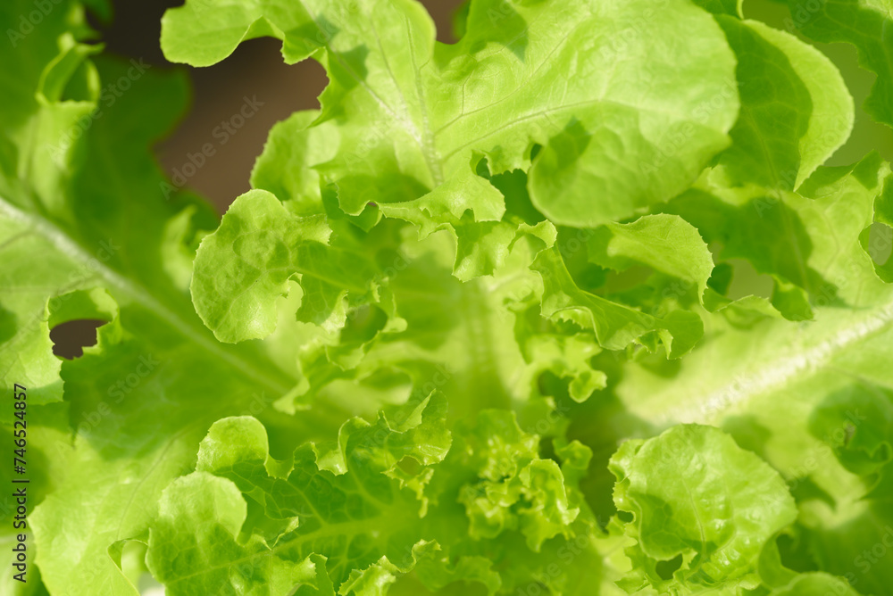 Hydroponics vegetables plant (Green oak lettuce), Close up Hydroponics vegetables plant (Green oak lettuce), Close up