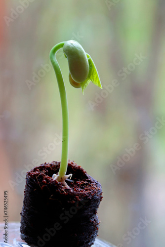 bean seedling in hemp pot photo