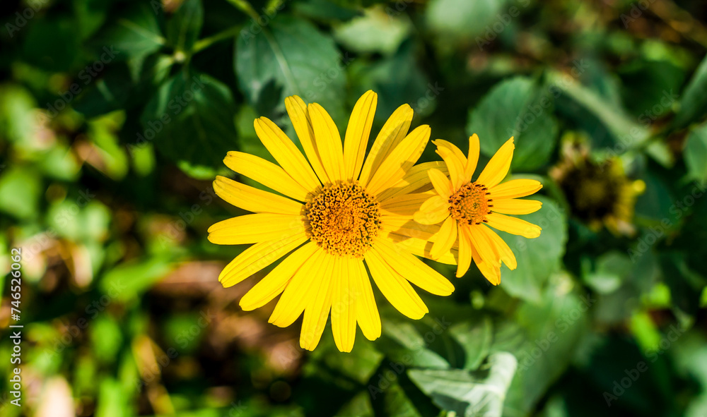 flowers with yellow petals on a background of green leaves close flowers with yellow petals on a background of green leaves close