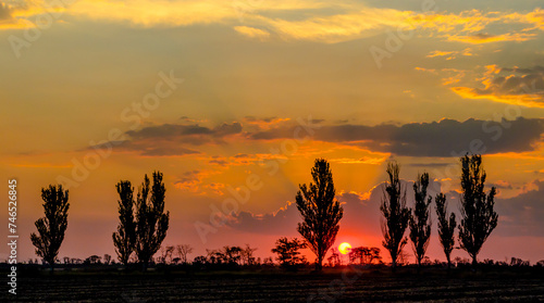 sunset against the backdrop of tall trees and clouds