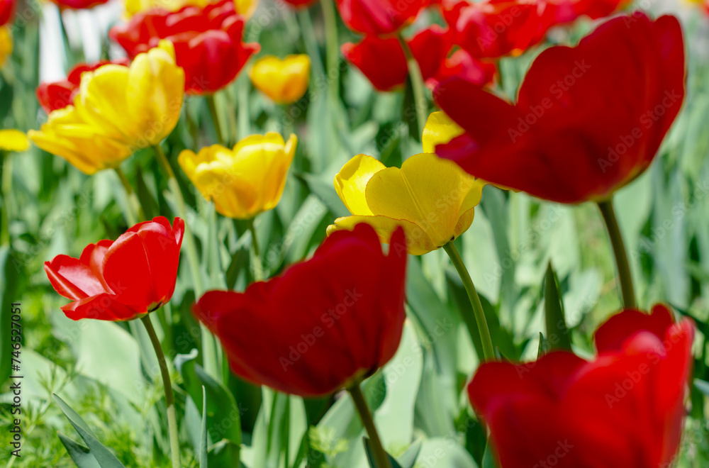 lawn with red and yellow tulips closeup