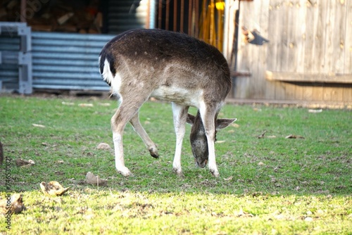 Fototapeta Naklejka Na Ścianę i Meble -  Daniel zwyczajny wypasa się w zagrodzie. Młody Daniel pasie się w cieniu.