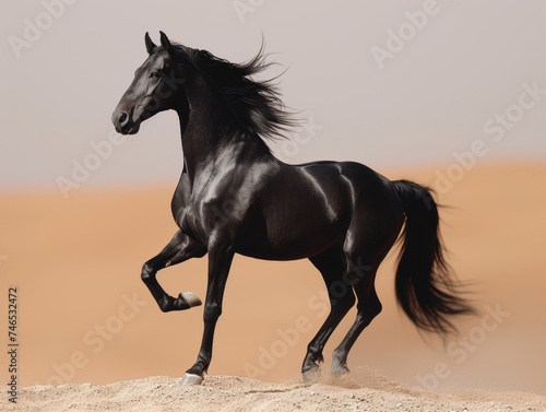 Black horse galloping on sand in the desert. A black horse standing on its hind legs in the desert