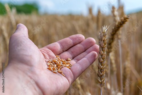 Wheat grains in mens hand © deil82