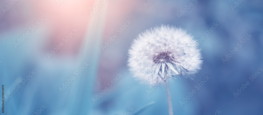 White fluffy dandelion on a blue toned background. Beautiful spring nature banner. Selective focus.