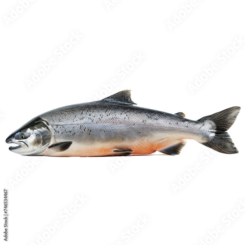 Salmon fish isolated on transparent background Generative Ai 