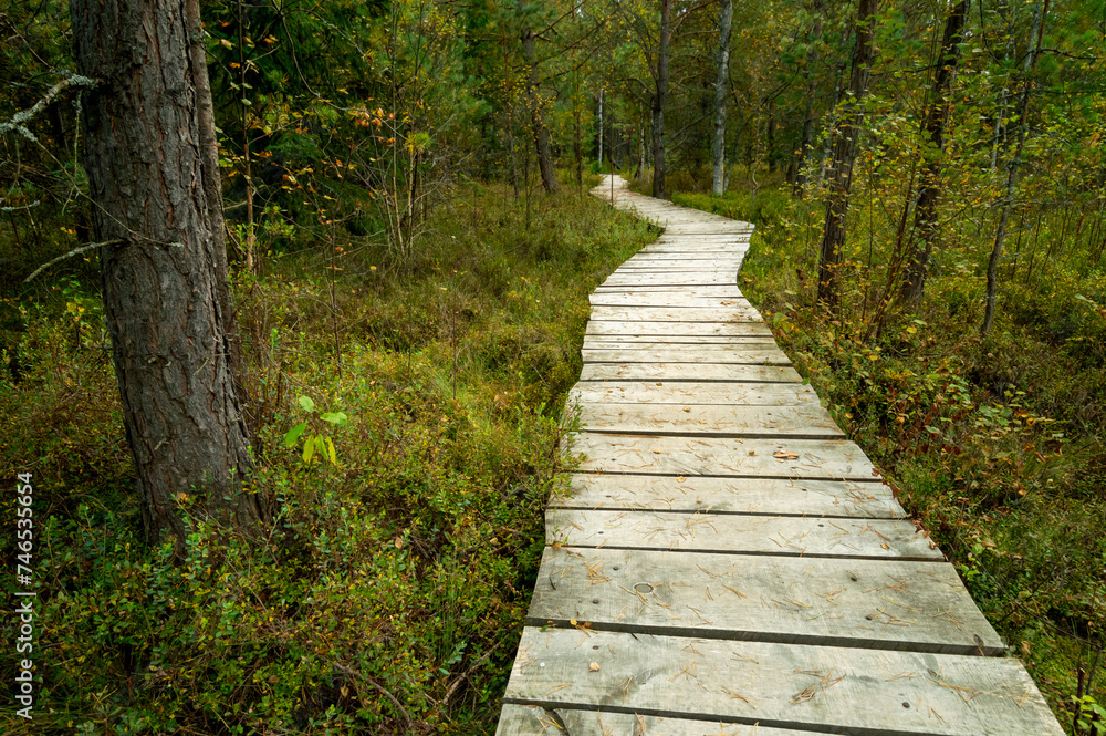Obraz premium wooden path through a swampy forest. The peatland Tarnawa peat bog. Peatland bog habitat, Tarnawa Wyzna, Bieszczady, Outer Eastern Carpathians, Poland