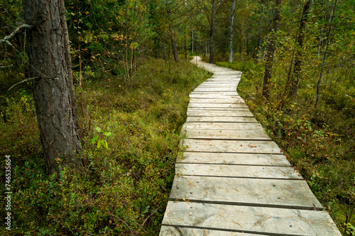 wooden path through a swampy forest. The peatland Tarnawa peat bog. Peatland bog habitat  Tarnawa Wyzna  Bieszczady  Outer Eastern Carpathians  Poland