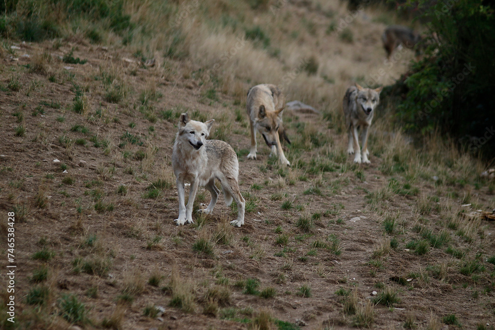 Fototapeta premium Loups du Gévaudan