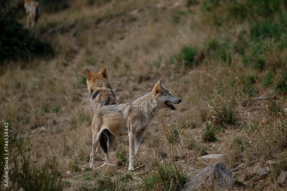 Loups du Gévaudan Loups du Gévaudan