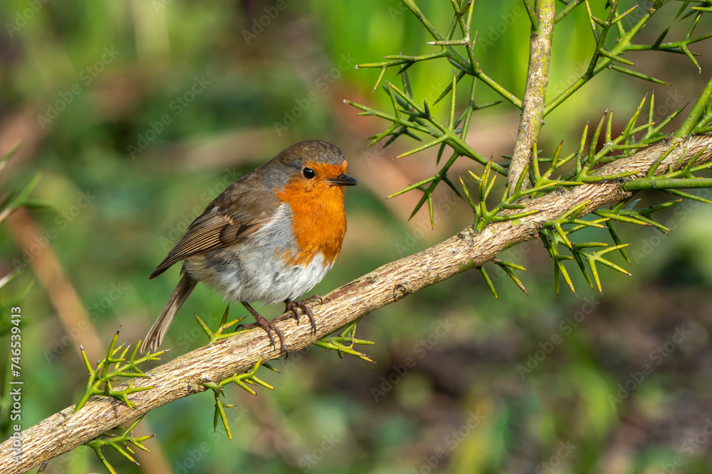 Robin redbreast (Erithacus rubecula) bird a British European garden songbird with a red or orange breast often found on Christmas cards, stock photo image Robin redbreast (Erithacus rubecula) bird a British European garden songbird with a red or orange breast often found on Christmas cards, stock photo image