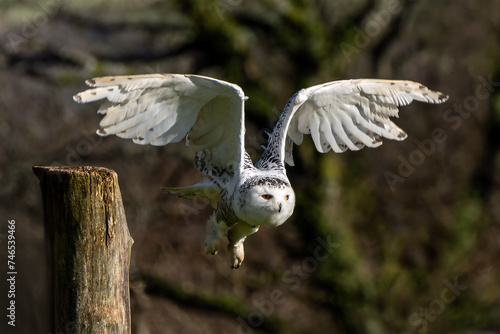 Snowy Owl bird of prey with its wings outspread in flight, stock photo image