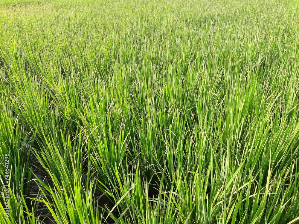 Unraveling the Mysteries of Rice Plants: A Comprehensive Guide Unraveling the Mysteries of Rice Plants: A Comprehensive Guide