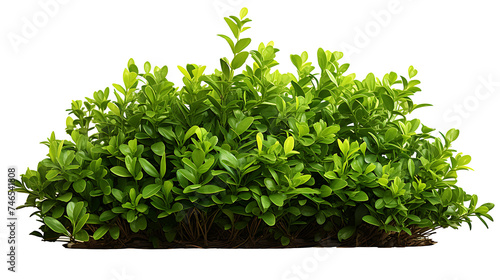 Clean and vibrant shrub isolated on white for easy integration. Download the PNG file for a clutter-free and professional look